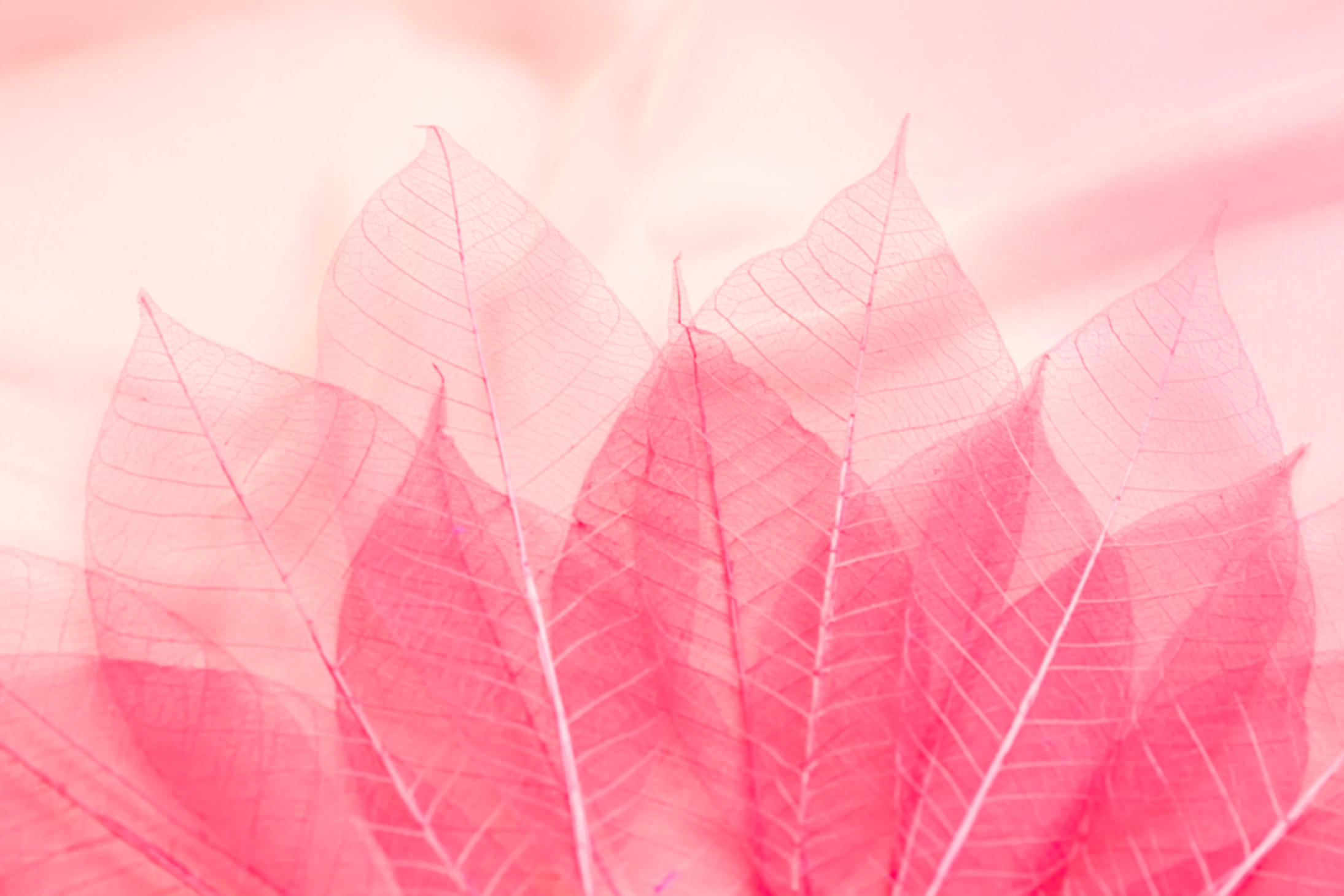 blurred abstract nature background with transparent pink leaves