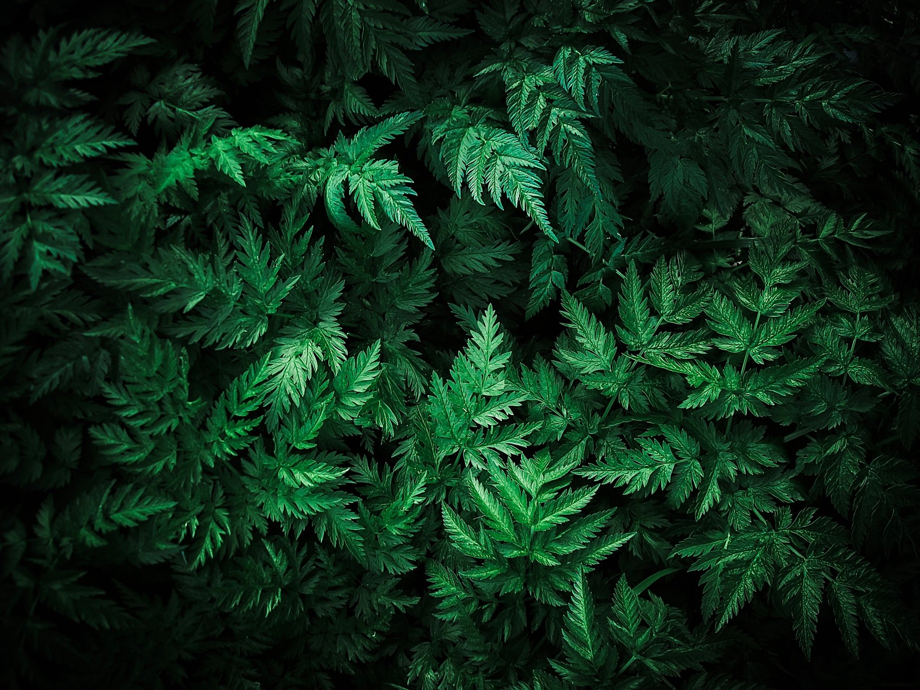 Green Fern Leaves