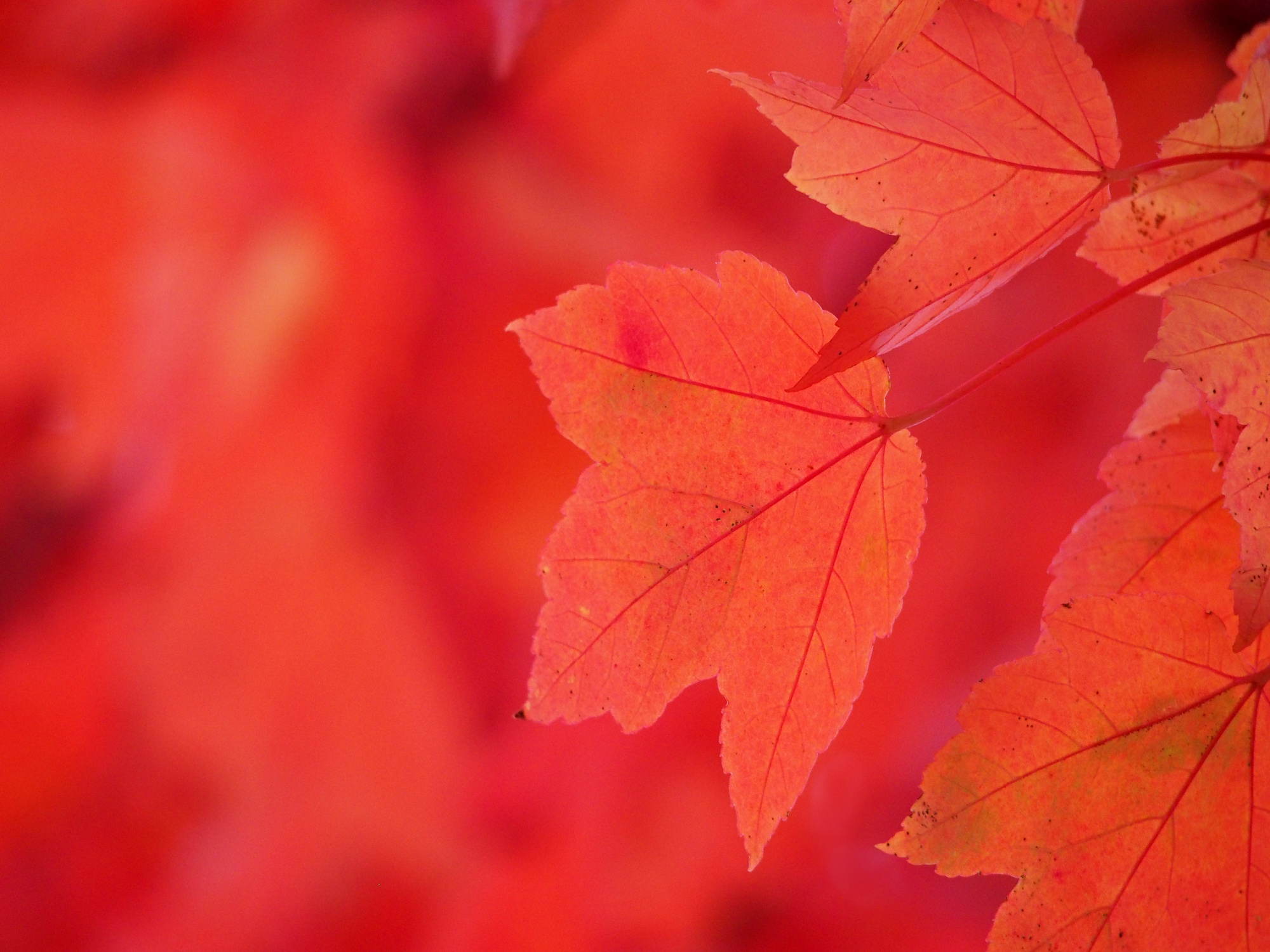 Red Maple Leaves